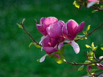 Close-up of pink flowering plant