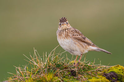 Bird perching on a plant