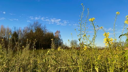 Plants growing on field against sky