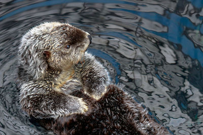 High angle view of otter swimming in lake