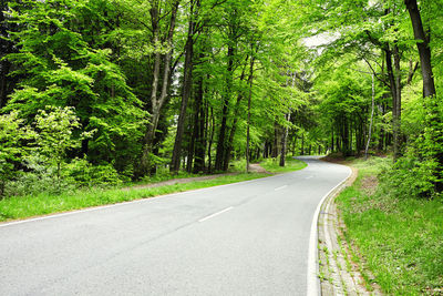 Empty road amidst trees in forest