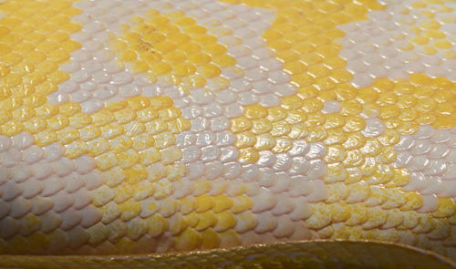 Close up of yellow flowers