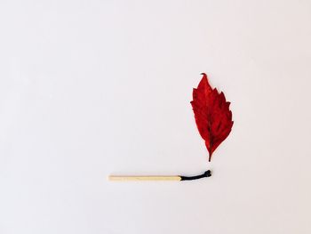 Close-up of red maple leaf on white background