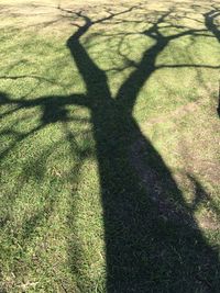 Shadow of man on grass