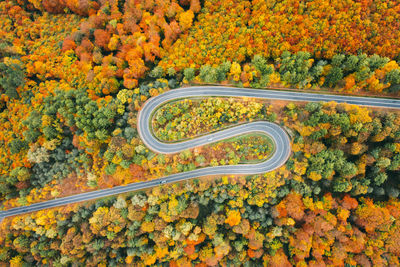 High angle view of trees