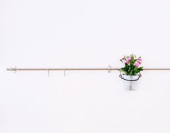 Close-up of flowers against white background