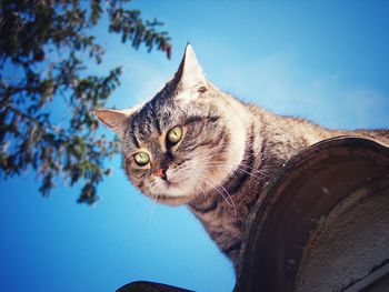 Cat against blue sky