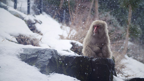 Japanese macaque sitting on rock at snow covered field in jigokudani monkey park