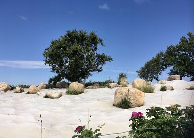 Trees growing on rocks against sky