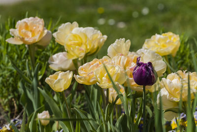 Close-up of yellow flowering plant on field