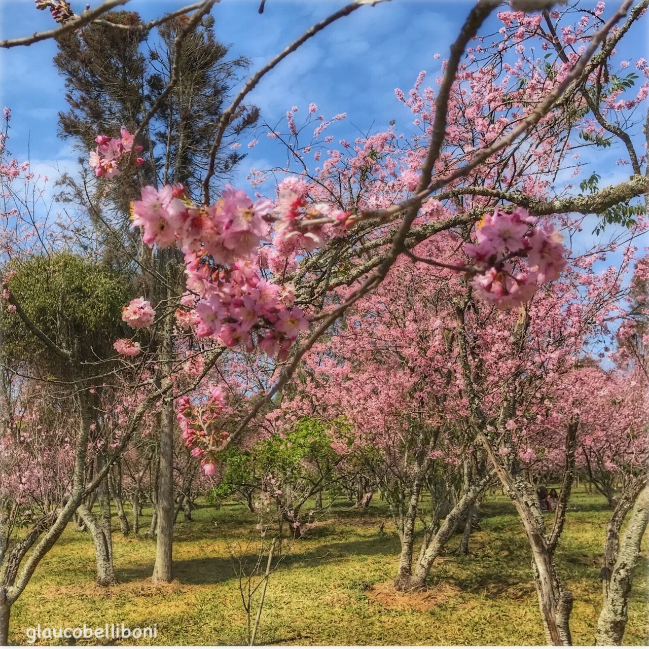 tree, growth, flower, beauty in nature, blossom, nature, branch, fragility, pink color, no people, freshness, springtime, day, outdoors, sky, blooming