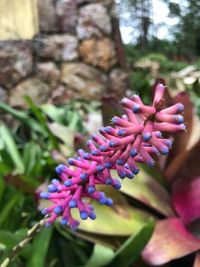 Close-up of purple flower