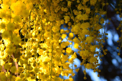 Close-up of yellow flowering plant