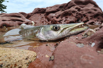 Close-up of fish on rock