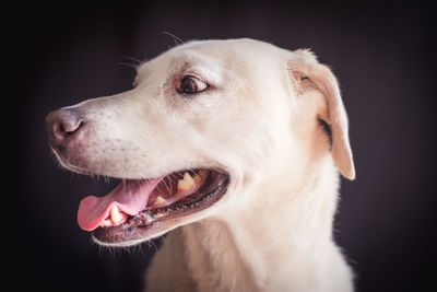 Close-up of a labrador retriever looking away