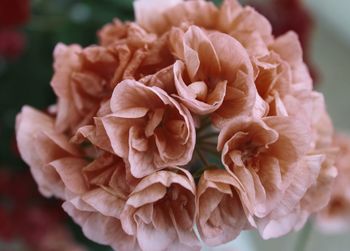 Close-up of rose blooming outdoors