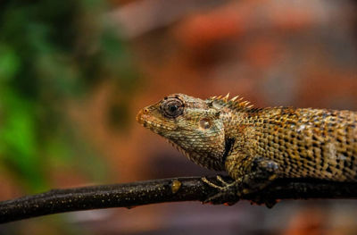 Close-up of a lizard on branch