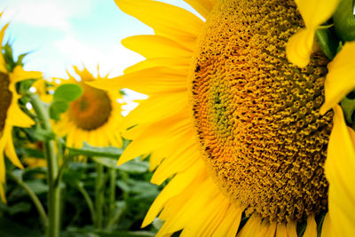 Close-up of sunflower