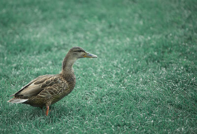 Close-up of duck on grassy field