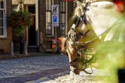 Horse cart on street