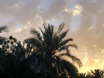 Silhouette palm trees against sky during sunset