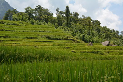 Scenic view of rice field against sky