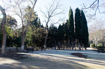 Bare trees by road in city