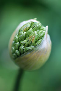 Close up of buds, allium flower on green background
