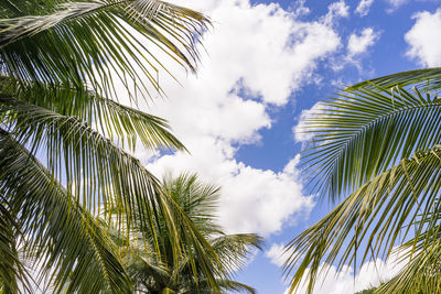 Low angle view of palm trees against sky