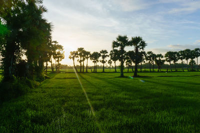 Scenic view of agricultural field against sky