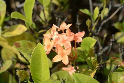 Close-up of flowering plant