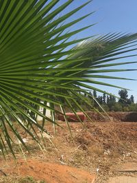 Palm trees against blue sky