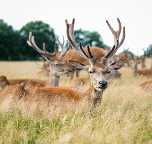 Close-up of deer on field