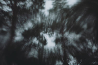 Low angle view of trees in forest
