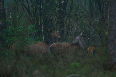 Deer on field in forest