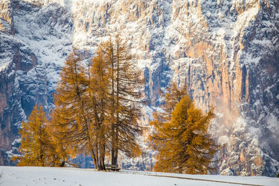 Trees on land against mountain during winter