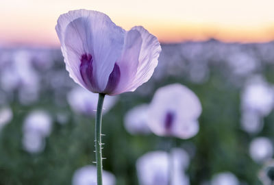 Close-up of purple flowering plant on field