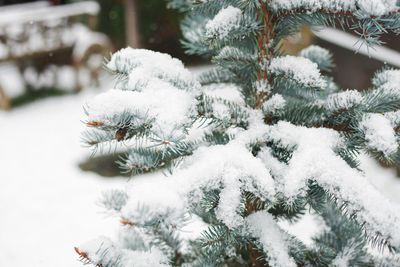 Close-up of snow covered pine tree