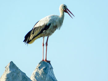 Bird perching on rock against clear sky