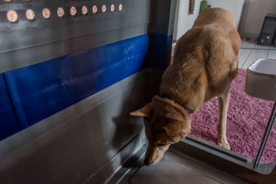 Close-up of dog in kennel at home