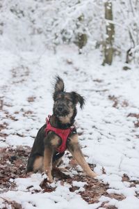 Dog on snow covered land