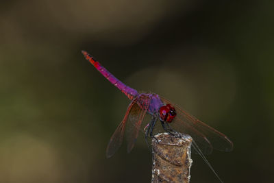 Close-up of dragonfly resting  on a twig  at the local nature reserve