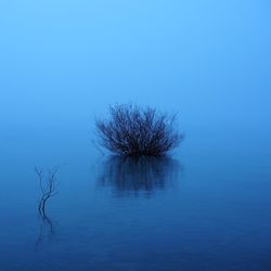 Bare tree against clear sky