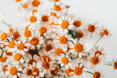 Full frame shot of orange flowering plants