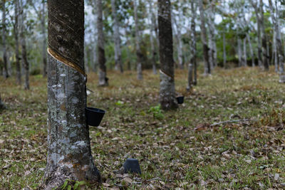 Trees growing in forest