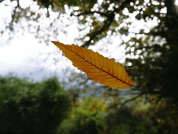 Low angle view of leaves against sky