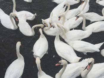 High angle view of swans swimming on lake