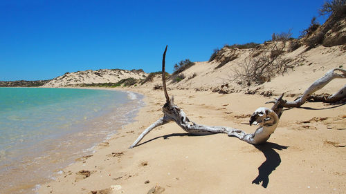 Dead tree on beach against clear blue sky