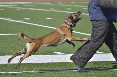 Low section of owner with police dog on field during training