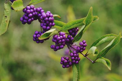 Close-up of berries growing on plant